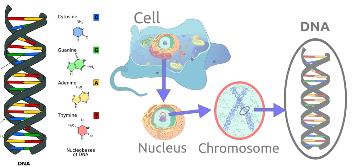 Tento obrázok nemá vyplnený ALT popisok, jeho názov je bunka-chromozom-dna-stavba.jpg